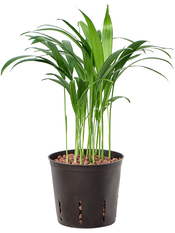 Dypsis lutescens (Areca), průměr 13 cm - hydroponie Palma areková