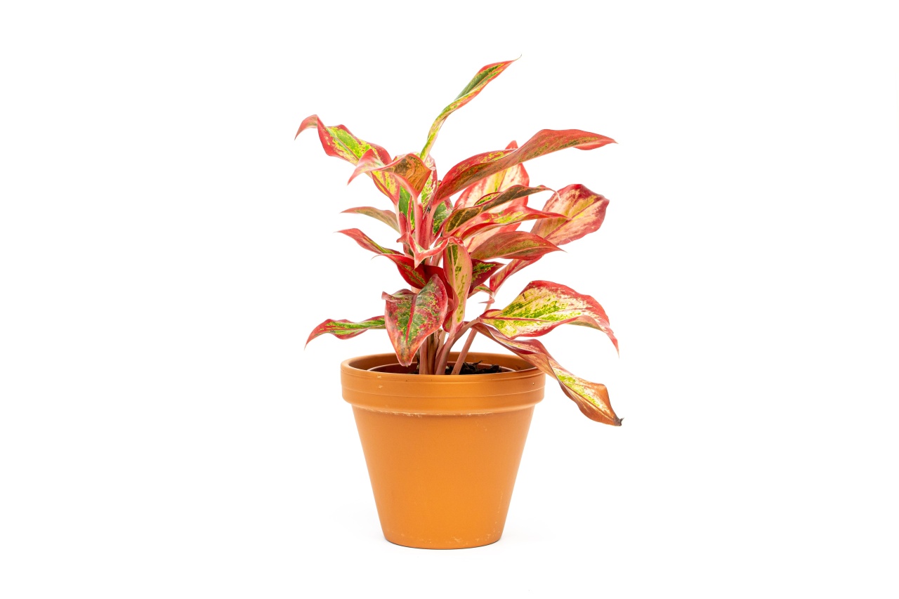 Aglaonema Crete Flame, průměr 12 cm Aglaonema, Spící panna