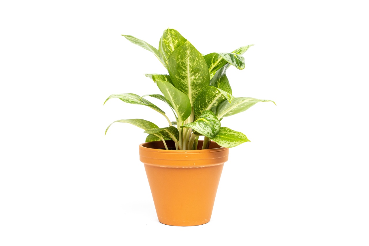 Aglaonema Lemon Mint, průměr 12 cm Aglaonema, Spící panna