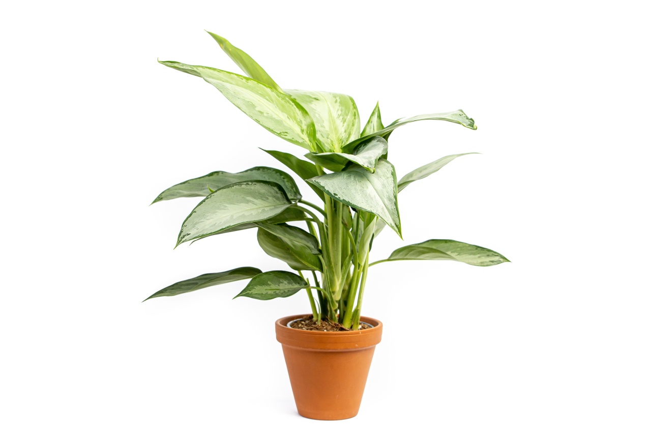 Aglaonema Silverado, průměr 14 cm Aglaonema, Spící panna