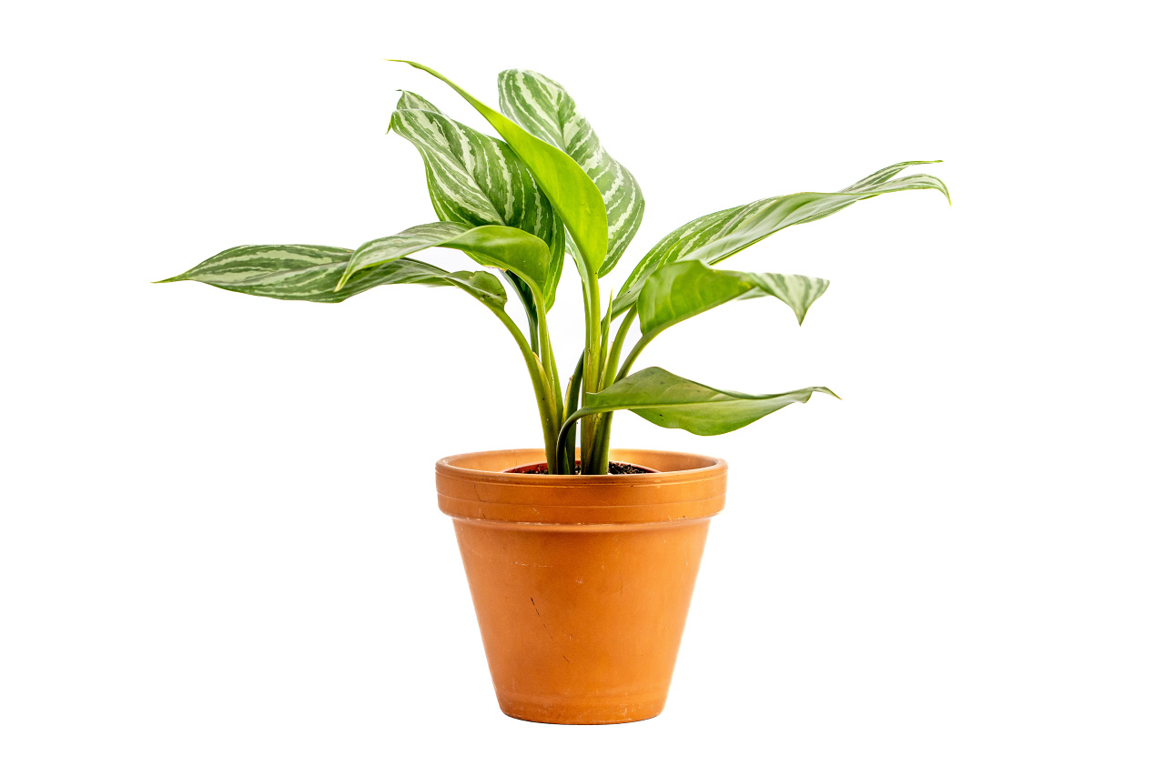 Aglaonema Stripe, průměr 12 cm Aglaonema, Spící panna