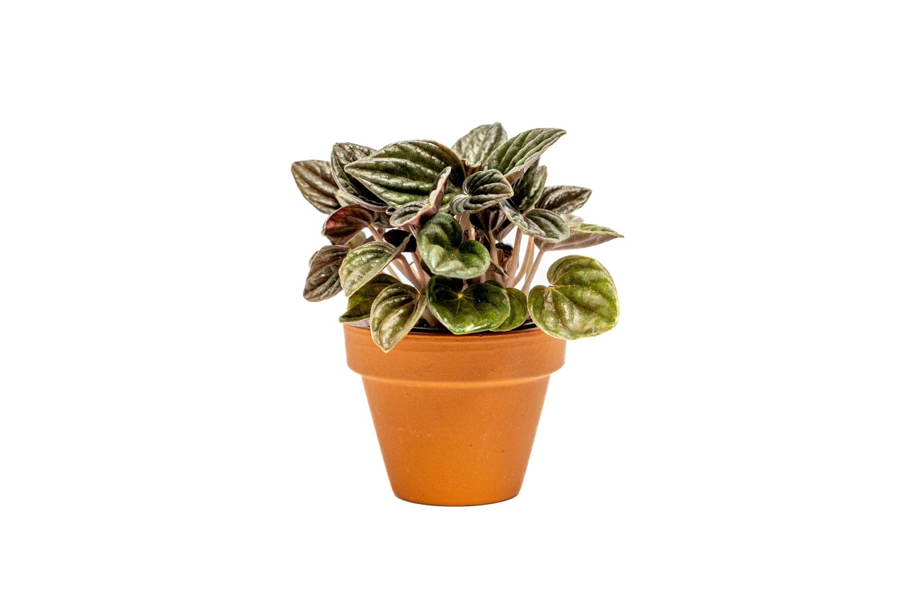 Peperomia Montevideo, průměr 6 cm Peperomie, Pepřinec