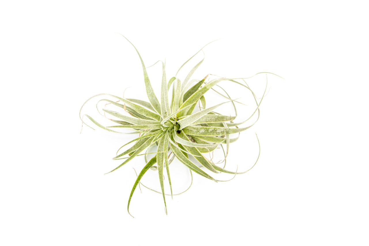 Tillandsia Gardneri Tillandsie, kykatka