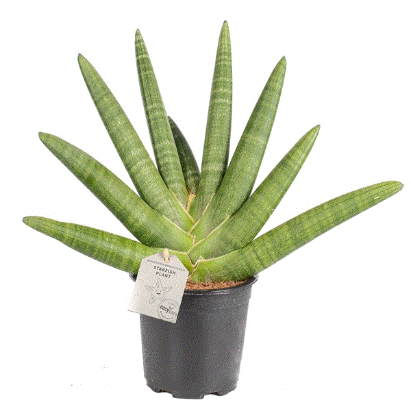 Sansevieria cylindrica Boncellensis, průměr 17 cm Sanseveria, Tchýnin jazyk, Tenura