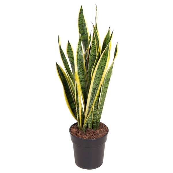 Sansevieria trifasciata Laurentii, průměr 21 cm Sanseveria, Tchýnin jazyk, Tenura