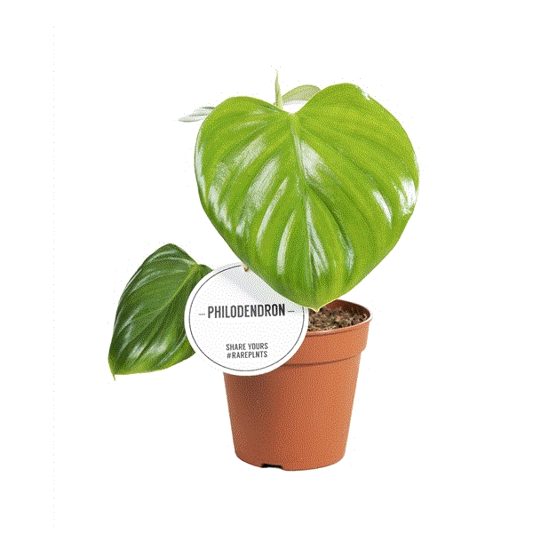 Philodendron Pittieri, průměr 12 cm Filodendron