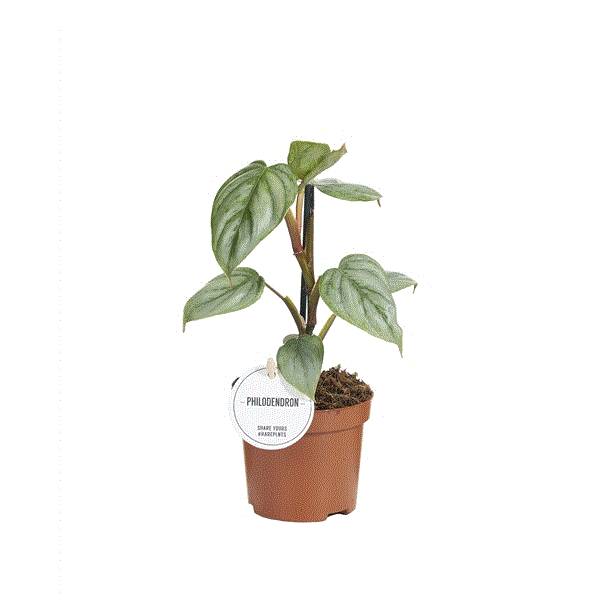 Philodendron Sodiroi, průměr 9 cm Filodendron