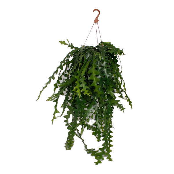 Epiphyllum Anguliger - závěs, průměr 21 cm Epifylum, fylokaktus, listokvět