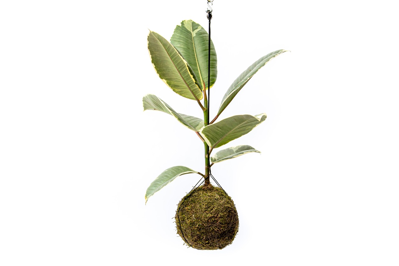 Kokedama Ficus Elastica Tineke (L) Gumovník