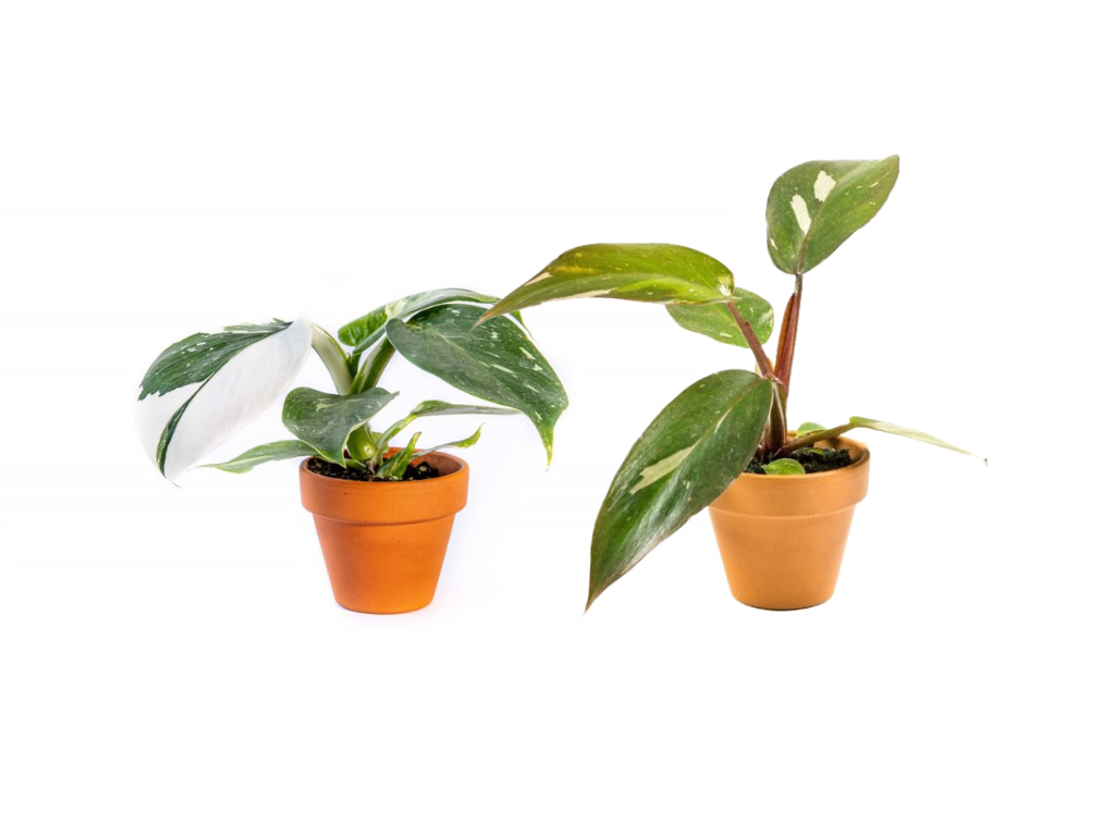 Set rostlin DUO Philodendron White Princess a Pink Princess Filodendron