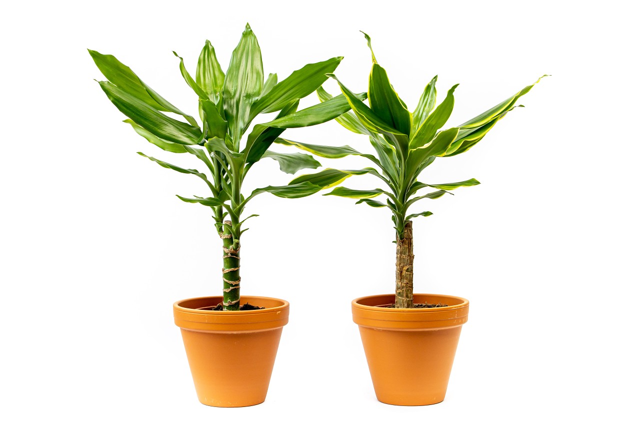 Dracaena fragrans kmen mix, průměr 12 cm Dracéna vonná, dračinec