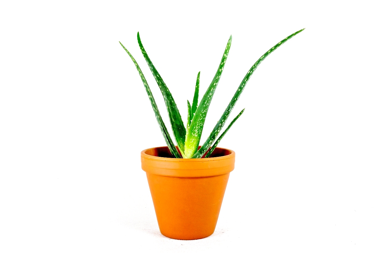 Aloe Vera, průměr 6 cm Aloe pravá