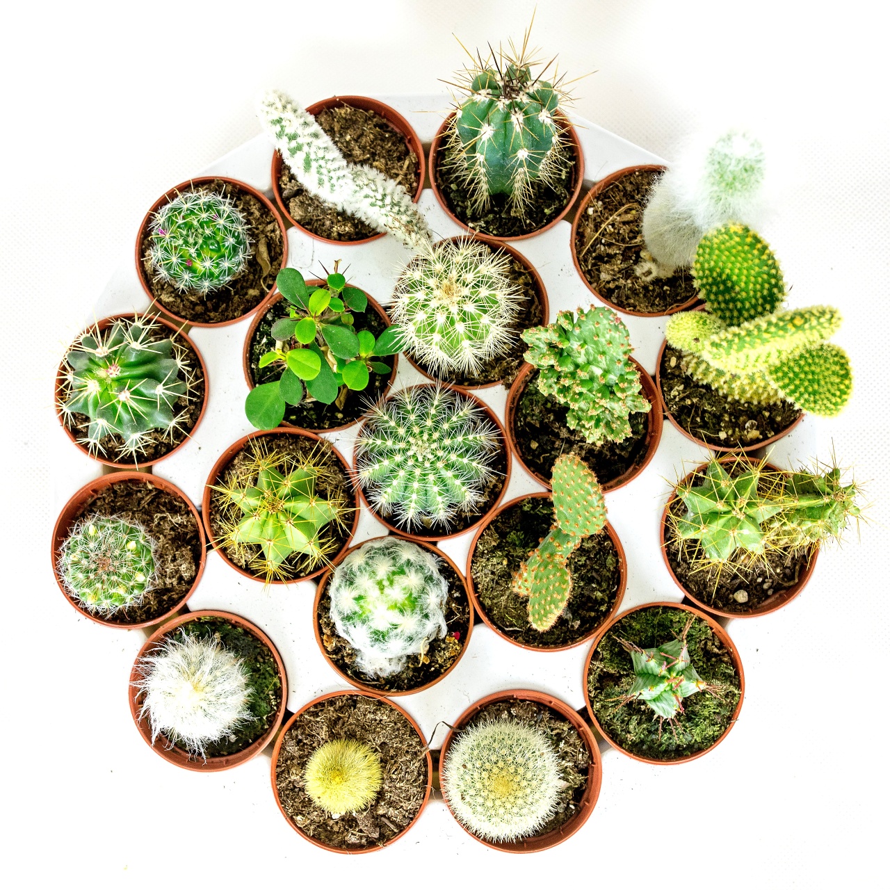 Kaktus mix, průměr 6 cm
