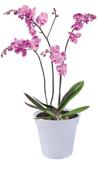 Květináč Green Basics Orchid 13 cm, čirá