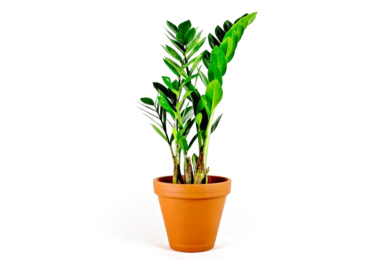 Zamioculcas zamiifolia, průměr 14 cm Kulkas, zamiokulkáda