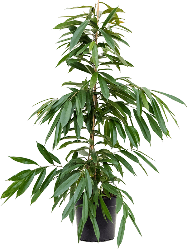 Ficus amstel king, průměr 27 cm Fíkovník