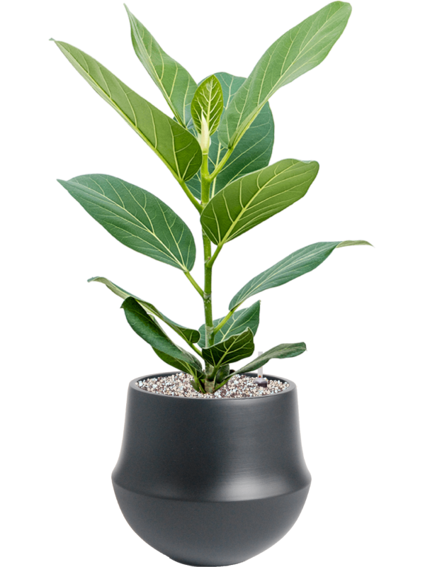 Ficus benghalensis Audrey v obalu Fusion - substrát Vulkastrat, průměr 24 cm Fíkovník bengálský