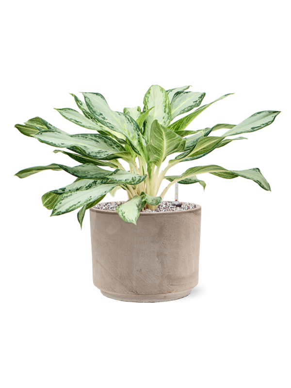 Aglaonema Golden Bay v obalu Terra Cotta - substrát Vulkastrat, průměr 25 cm Aglaonema, Spící panna