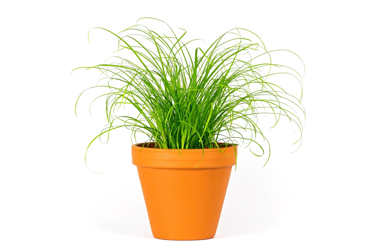 Cyperus Zumula, průměr 12 cm Šáchor, kočičí tráva