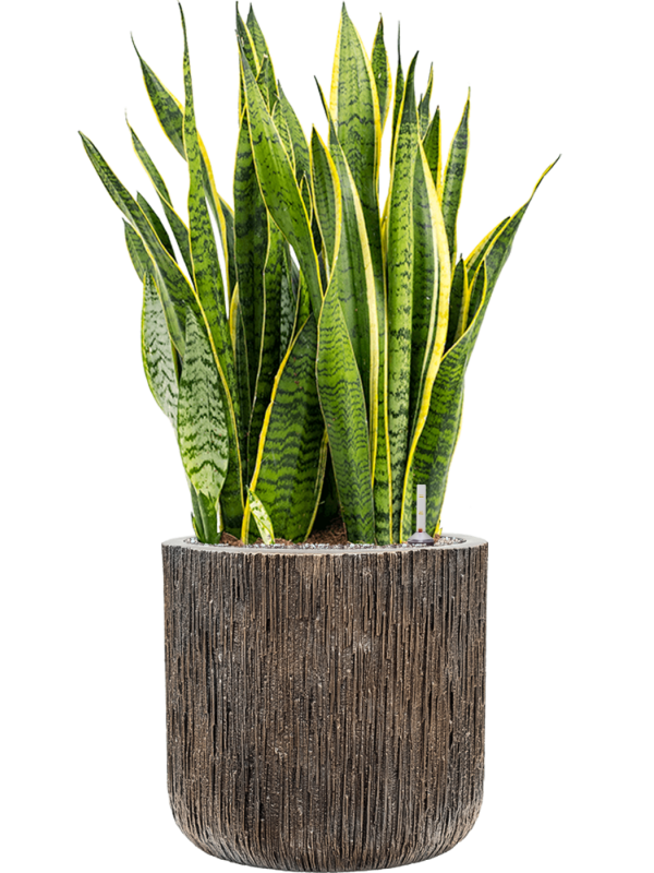 Sansevieria trifasciata Laurentii v obalu Baq Luxe Lite Universe - substrát Vulkastrat, průměr 40 cm Sanseveria, Tchýnin jazyk, Tenura