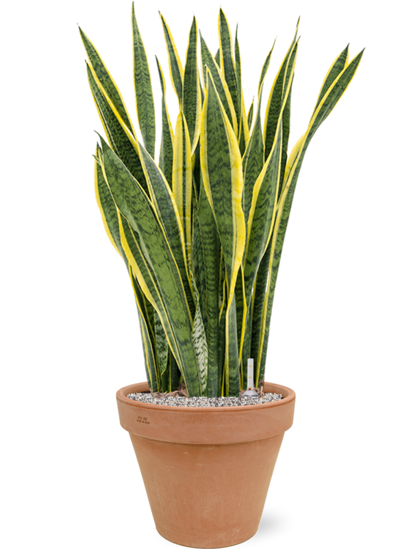 Sansevieria trifasciata Laurentii v obalu Terra Cotta - substrát Vulkastrat, průměr 40 cm Sanseveria, Tchýnin jazyk, Tenura