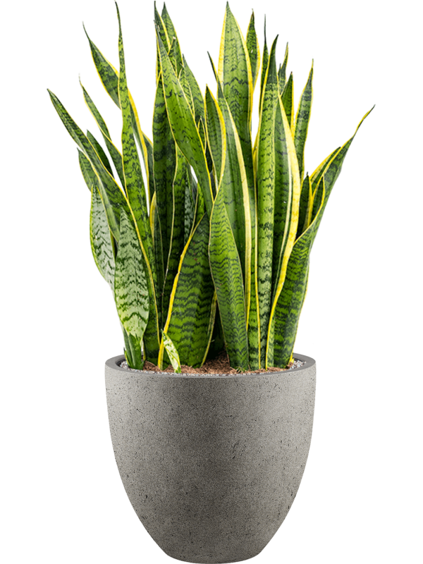 Sansevieria trifasciata Laurentii v obalu Grigio - substrát Vulkastrat, průměr 40 cm Sanseveria, Tchýnin jazyk, Tenura