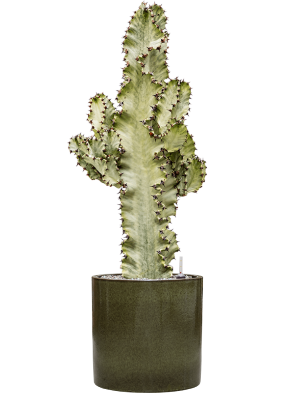Euphorbia ingens marmorata v obalu Cylinder - substrát Vulkastrat, průměr 30 cm Pryšec