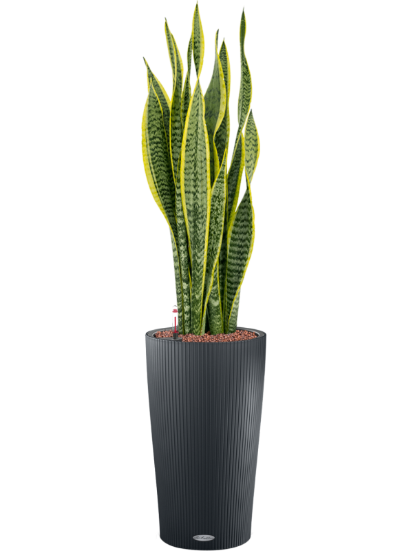 Sansevieria trifasciata Laurentii v obalu Lechuza Cilindro 23 - hydroponie, průměr 23 cm Sanseveria, Tchýnin jazyk, Tenura