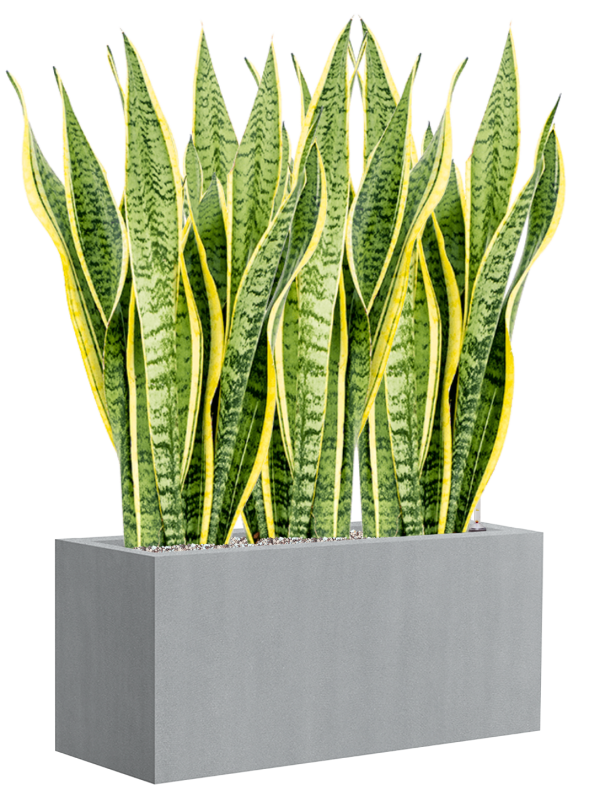 Sansevieria trifasciata Laurentii v obalu Argento - substrát Vulkastrat, průměr 80 cm Sanseveria, Tchýnin jazyk, Tenura