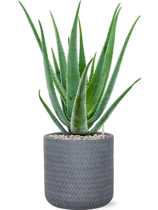 Aloe vera barbadensis v obalu Baq Angle - substrát Vulkastrat, průměr 24 cm Aloe pravá