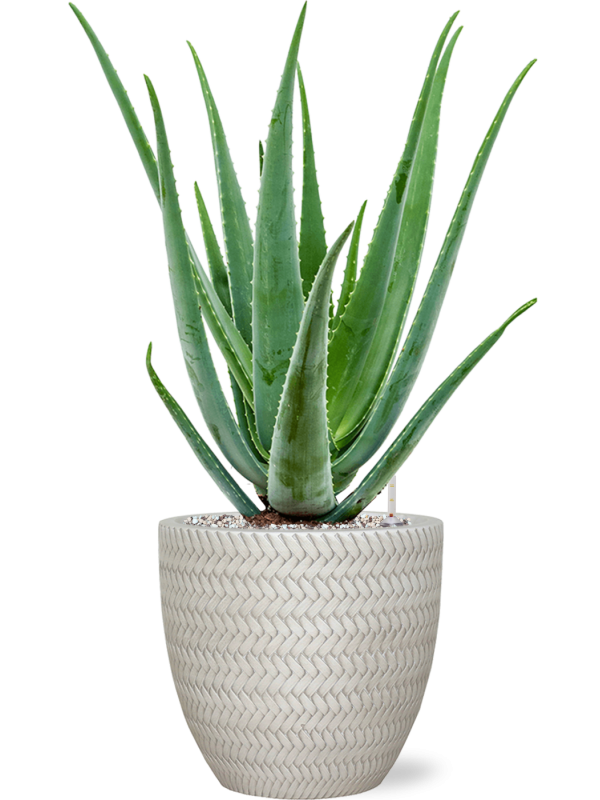 Aloe vera barbadensis v obalu Baq Angle - substrát Vulkastrat, průměr 24 cm Aloe pravá