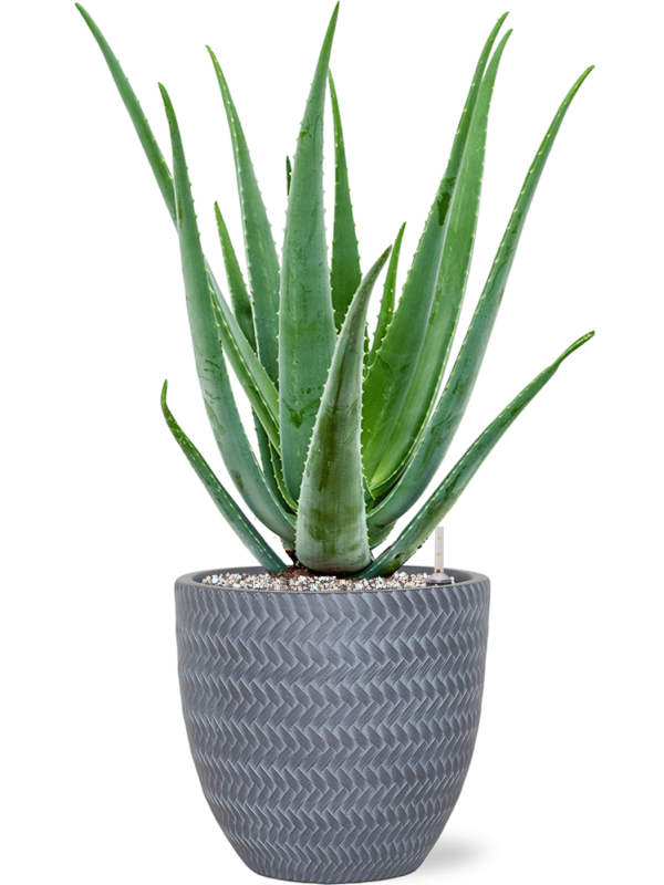 Aloe vera barbadensis v obalu Baq Angle - substrát Vulkastrat, průměr 24 cm Aloe pravá