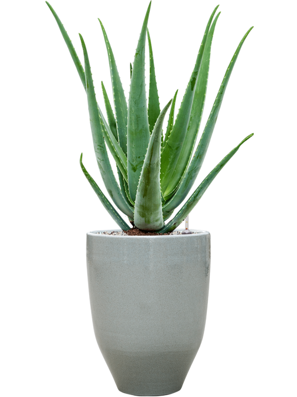 Aloe vera barbadensis v obalu One and Only - substrát Vulkastrat, průměr 25 cm Aloe pravá