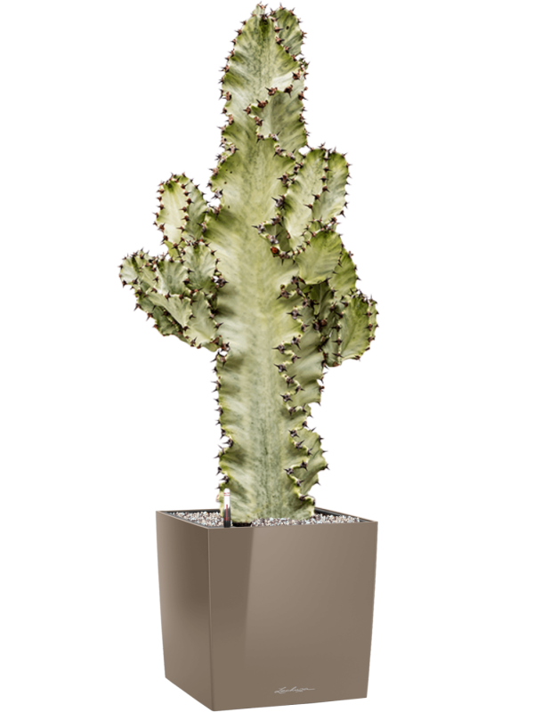 Euphorbia ingens marmorata v obalu Lechuza Cube Premium - substrát Vulkastrat, průměr 30 cm Pryšec