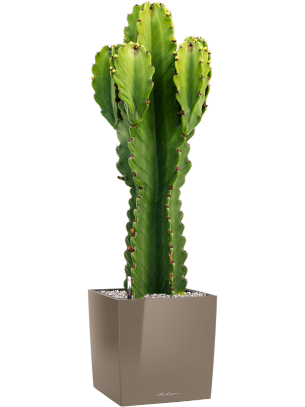 Euphorbia ingens v obalu Lechuza Cube Premium - substrát Vulkastrat, průměr 30 cm Pryšec