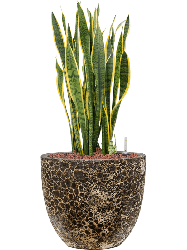 Sansevieria trifasciata Laurentii v obalu Baq Lava - hydroponie, průměr 36 cm Sanseveria, Tchýnin jazyk, Tenura