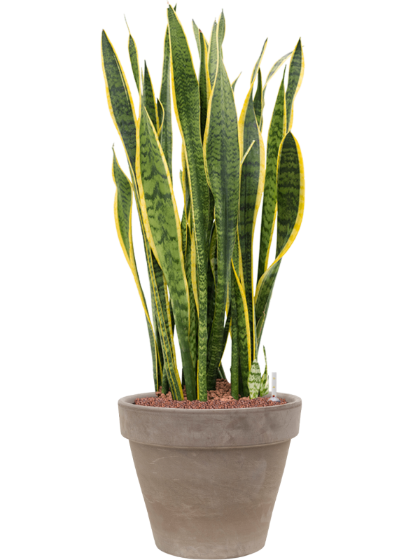 Sansevieria trifasciata Laurentii v obalu Terra Cotta - hydroponie, průměr 40 cm Sanseveria, Tchýnin jazyk, Tenura