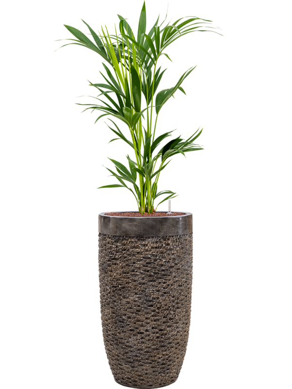 Kentia (Howea) forsteriana v obalu Baq Luxe Lite Universe Layer - hydroponie, průměr 38 cm Kencie, Rajská palma