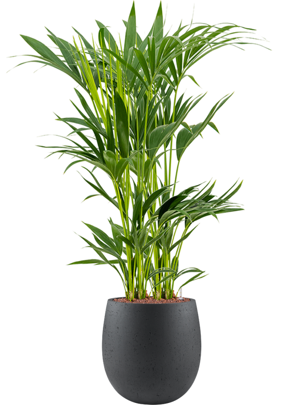 Kentia (Howea) forsteriana v obalu Grigio - hydroponie, průměr 30 cm Kencie, Rajská palma