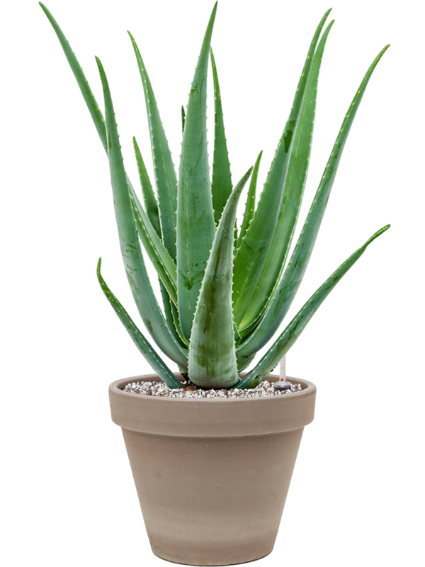 Aloe vera barbadensis v obalu Terra Cotta - substrát Vulkastrat, průměr 24 cm Aloe pravá