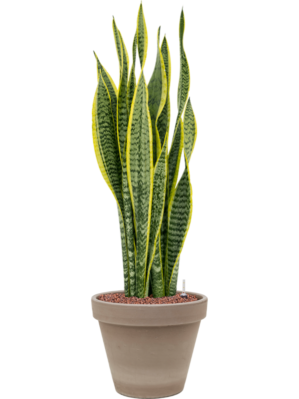 Sansevieria trifasciata Laurentii v obalu Terra Cotta - hydroponie, průměr 24 cm Sanseveria, Tchýnin jazyk, Tenura