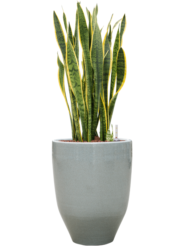 Sansevieria trifasciata Laurentii v obalu One and Only - hydroponie, průměr 32 cm Sanseveria, Tchýnin jazyk, Tenura