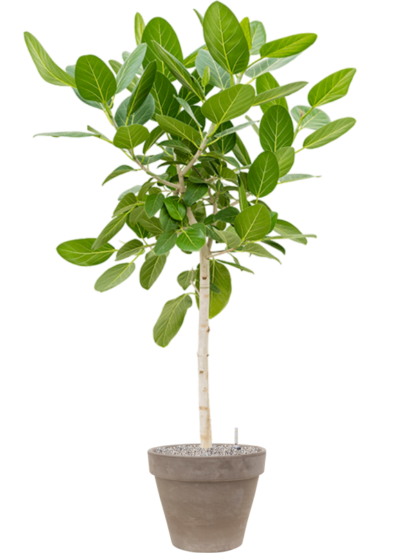 Ficus benghalensis Audrey v obalu Terra Cotta - substrát Vulkastrat, průměr 40 cm Fíkovník bengálský