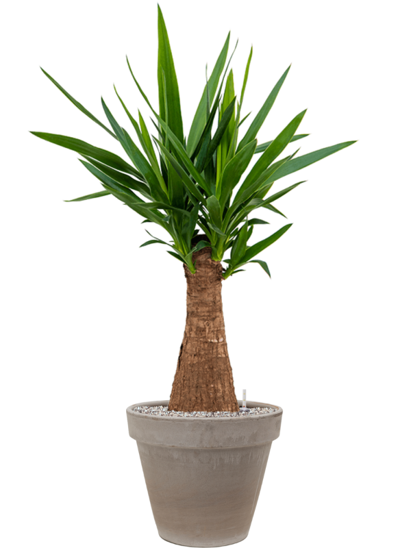 Yucca elephantipes v obalu Terra Cotta - substrát Vulkastrat, průměr 35 cm Juka