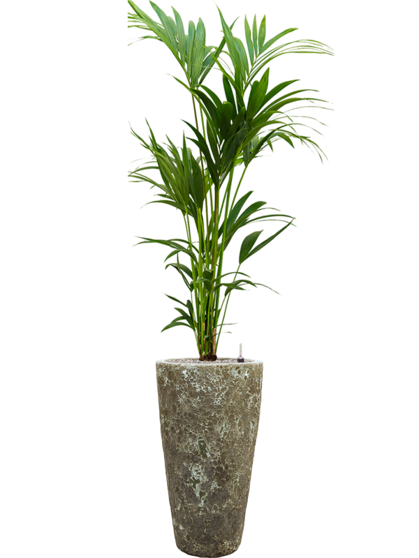 Kentia (Howea) forsteriana v obalu Baq Lava - substrát Vulkastrat, průměr 35 cm Kencie, Rajská palma
