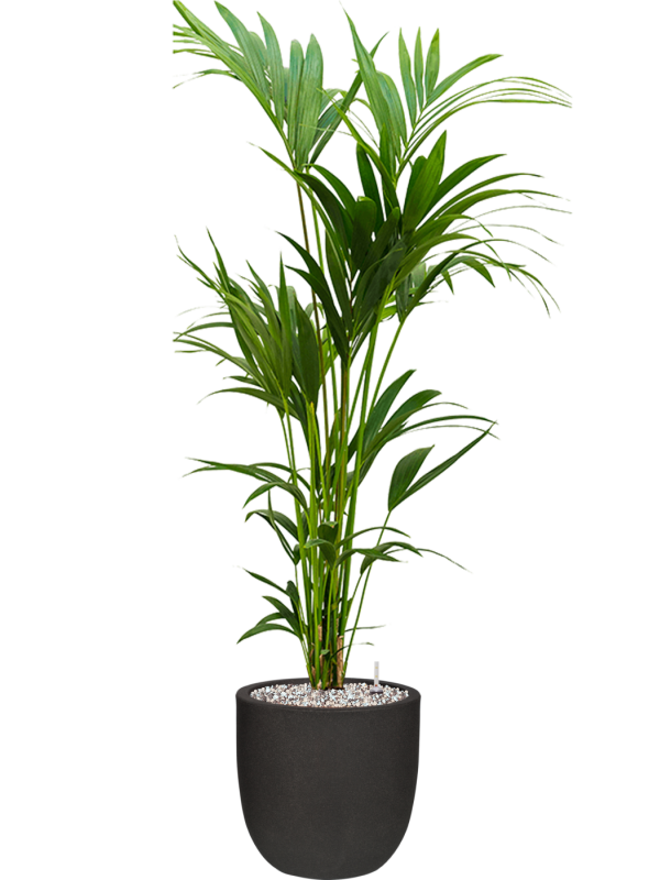 Kentia (Howea) forsteriana v obalu Capi Urban Smooth NL - substrát Vulkastrat, průměr 35 cm Kencie, Rajská palma