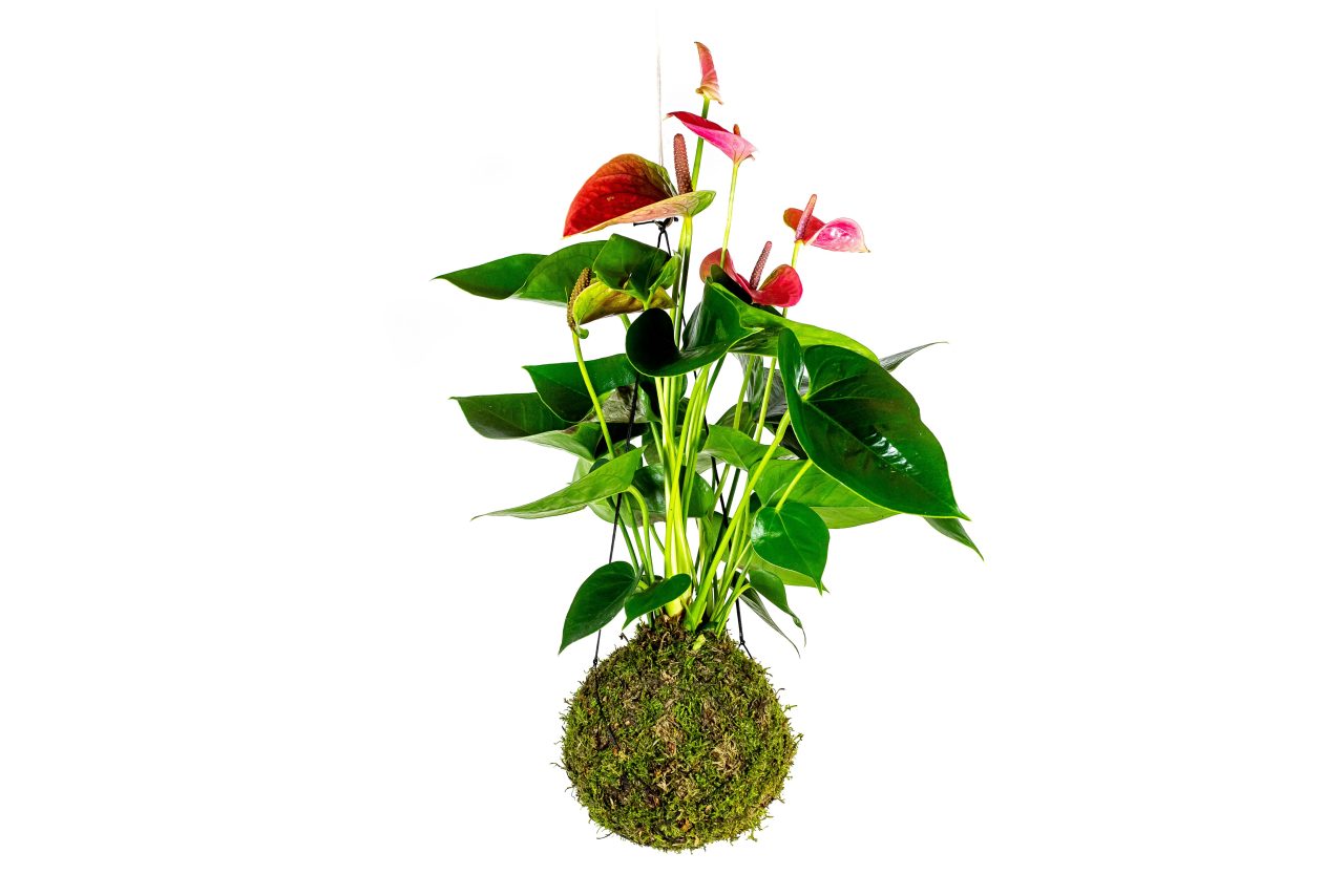 Kokedama Anthurium červená (L) Anturie, toulitka, prasečí ocásek