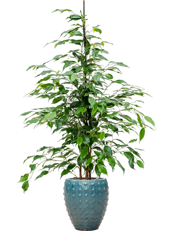 Ficus benjamina Danita v obalu Laos Mini - hydroponie, průměr 25 cm Fíkovník drobnolistý