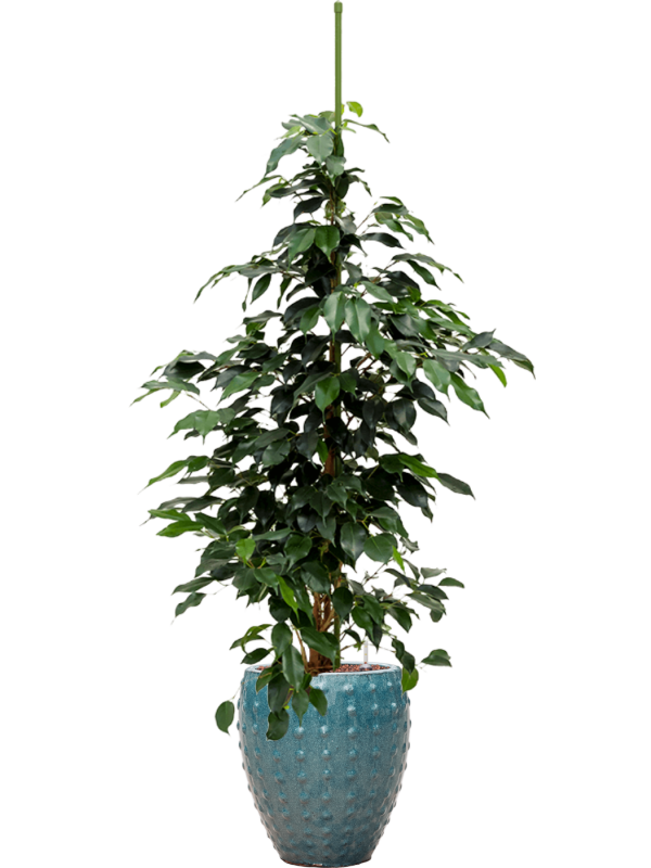 Ficus benjamina Danielle v obalu Laos Mini - hydroponie, průměr 25 cm Fíkovník drobnolistý