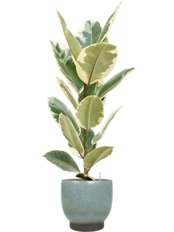 Ficus elastica Tineke v obalu Linn - hydroponie, průměr 25 cm Fíkovník pryžodárný, Fíkovník, Gumovník